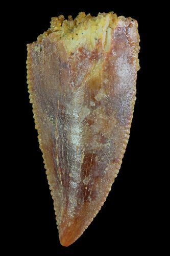 Serrated, Raptor Tooth - Morocco #72623